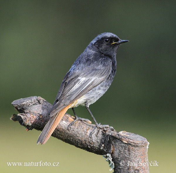 Žľtochvost domový (Phoenicurus ochruros)