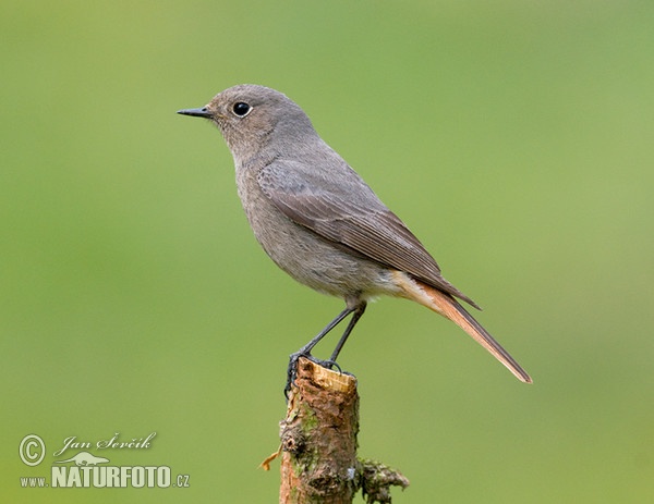 Žľtochvost domový (Phoenicurus ochruros)