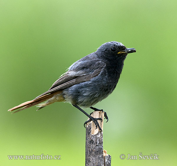 Žľtochvost domový (Phoenicurus ochruros)