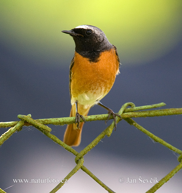 žľtochvost hôrny (Phoenicurus phoenicurus)