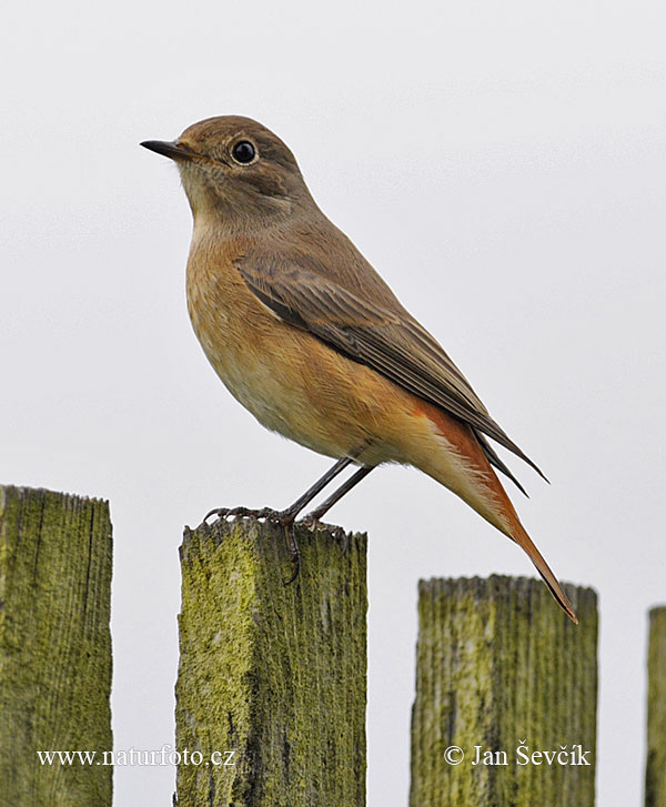 žľtochvost hôrny (Phoenicurus phoenicurus)