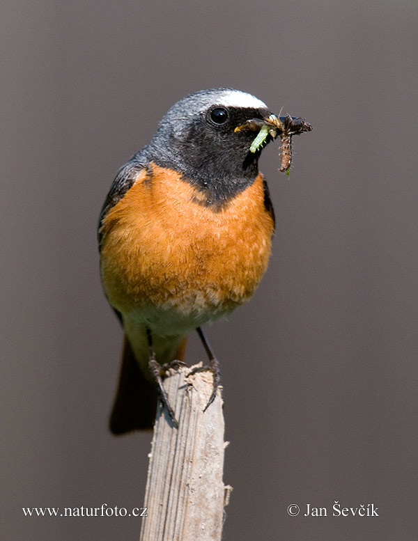 žľtochvost hôrny (Phoenicurus phoenicurus)