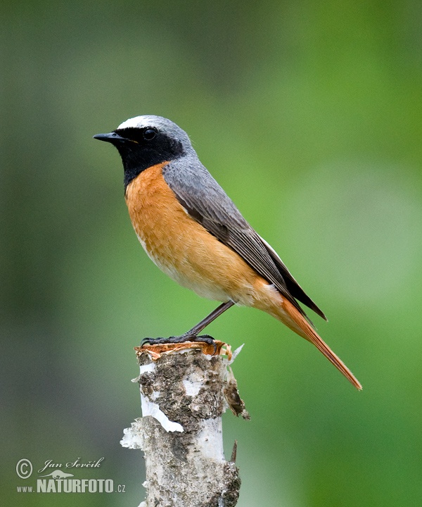 žľtochvost hôrny (Phoenicurus phoenicurus)