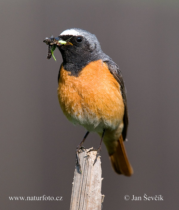 žľtochvost hôrny (Phoenicurus phoenicurus)