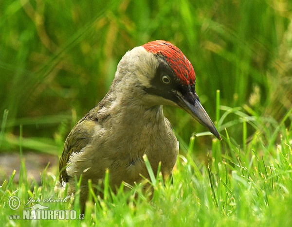 Žluna zelená (Picus viridis)