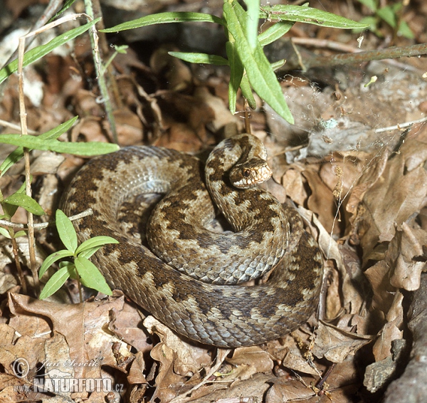 Zmije obecná (Vipera berus)