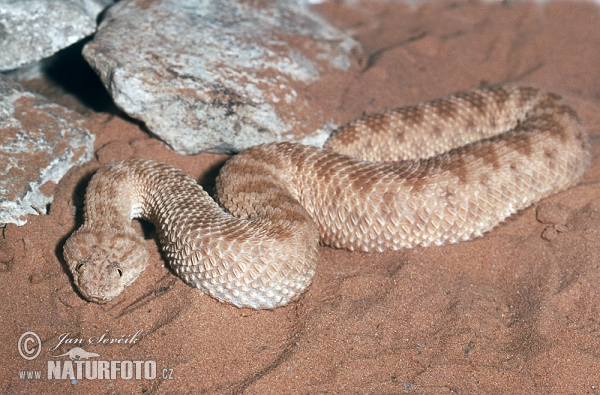 Zmije písečná (Cerastes vipera)