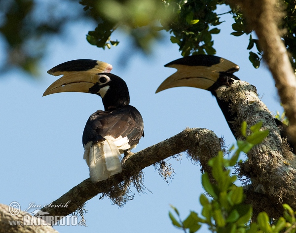 Zobákorožec strakatý (Anthracoceros coronatus)