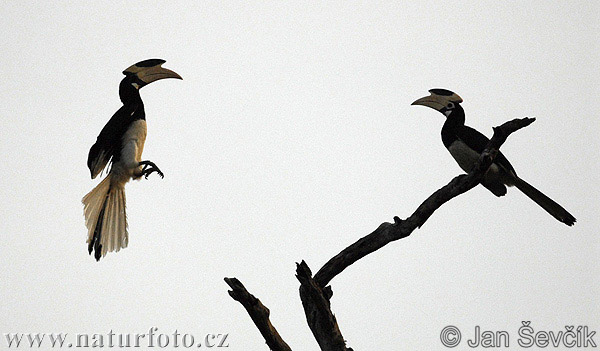 Zobákorožec strakatý (Anthracoceros coronatus)