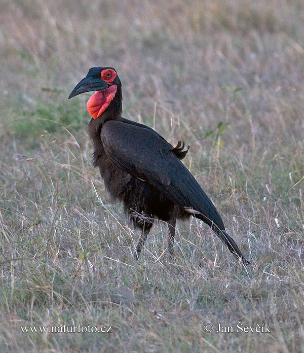 Zoborožka tmavá (Bucorvus leadbeateri)