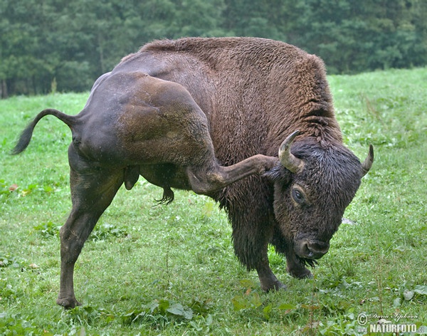 Bizon americký (Bison bison)