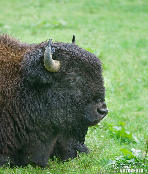 Bizon americký (Bison bison)