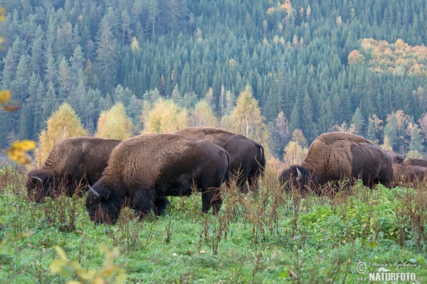 Bizon americký (Bison bison)