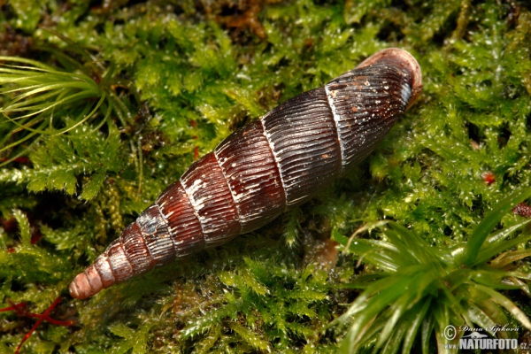 Ciha (Macrogastra plicatula)