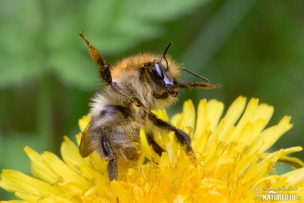 Čmelák polní (Bombus pascuorum)