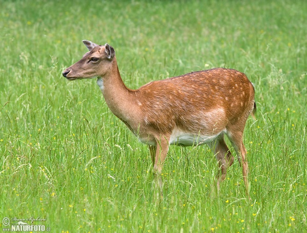 Daniel škvrnitý (Dama dama)