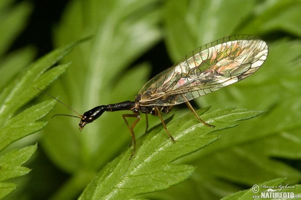 Dlouhošíjka (Raphidia sp.)