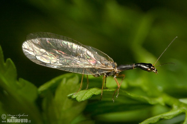 Dlouhošíjka (Raphidia sp.)