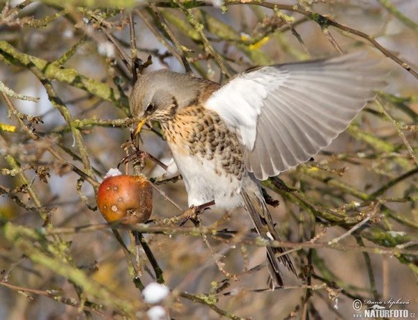 Drozd čvíkotavý (Turdus pilaris)