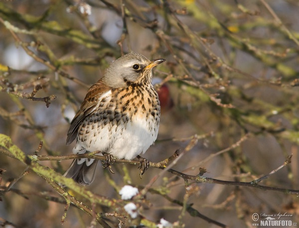 Drozd čvíkotavý (Turdus pilaris)