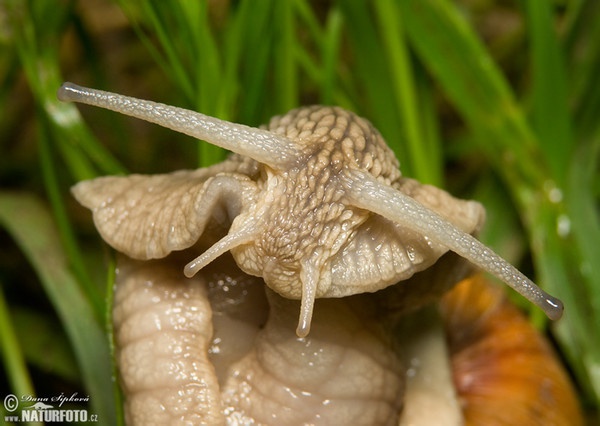 Hlemýžď zahradní (Helix pomatia)