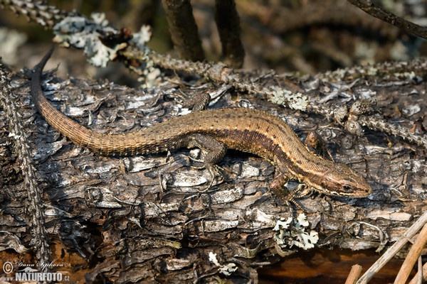 Jašterica živorodá (Lacerta vivipara)