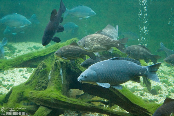 Kapor obyčajný (Cyprinus carpio)