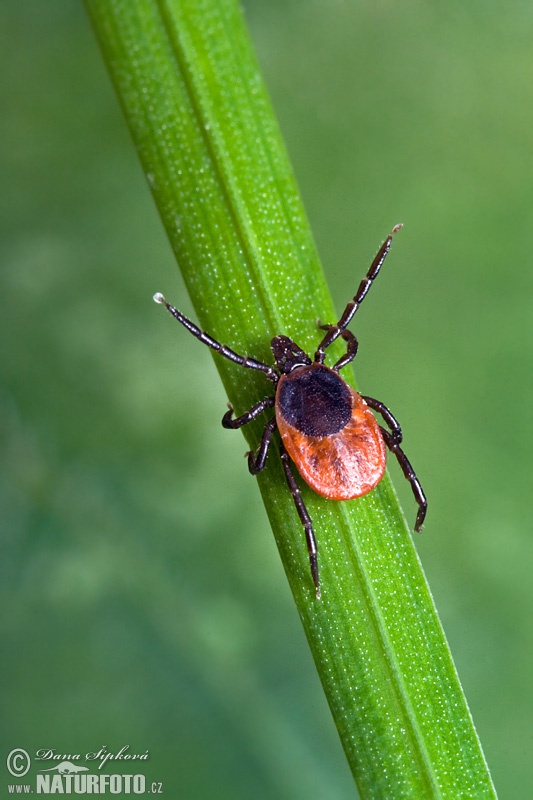 Kliešť obyčajný (Ixodes ricinus)