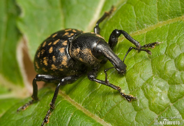 Klikoroh devětsilový (Liparus glabrirostris)