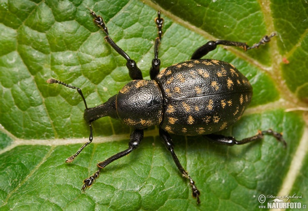 Klikoroh devětsilový (Liparus glabrirostris)