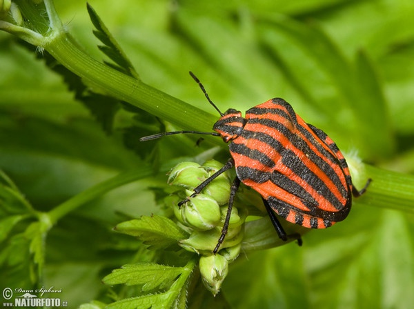 Kněžice páskovaná (Graphosoma lineatum)