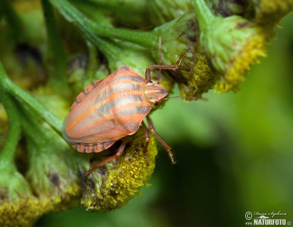 Kněžice páskovaná (Graphosoma lineatum)