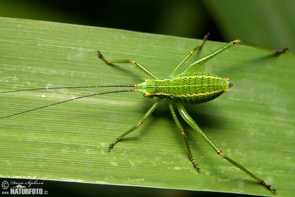 Kobylka smrková - nymfa (Barbitistes constrictus)