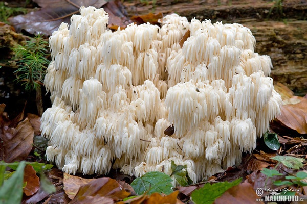 koralovec jedľový (Hericium flagellum)