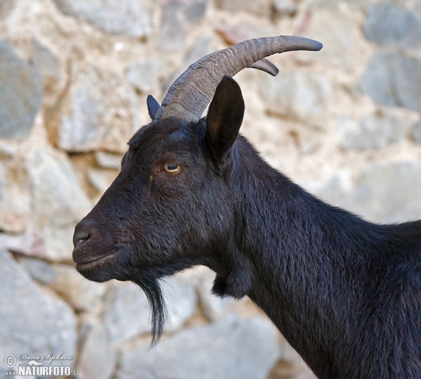 Koza domácí (Capra aegagrus hircus)