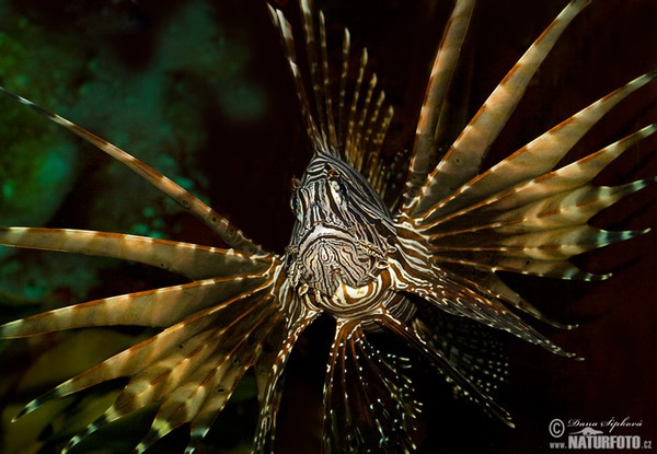 Krídlovec ohnivý (Pterois volitans)