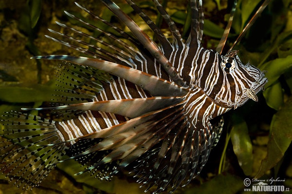 Krídlovec ohnivý (Pterois volitans)