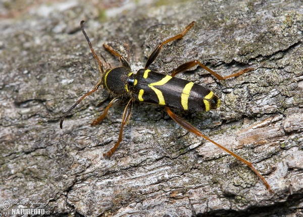 Kuloštítník beraní (Clytus arietis)