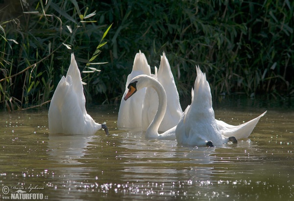 Labuť velká (Cygnus olor)