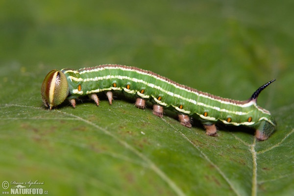 Lišaj borovicový (Sphinx pinastri)