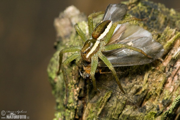 Lovčík vodní (Dolomedes fimbriatus)