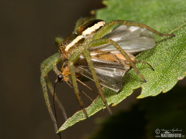 Lovčík vodní (Dolomedes fimbriatus)