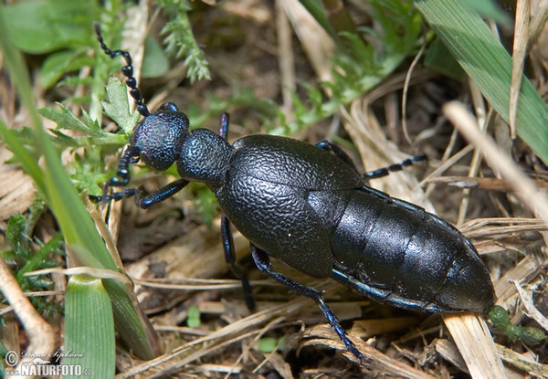 Majka obecná (Meloe proscarabaeus)