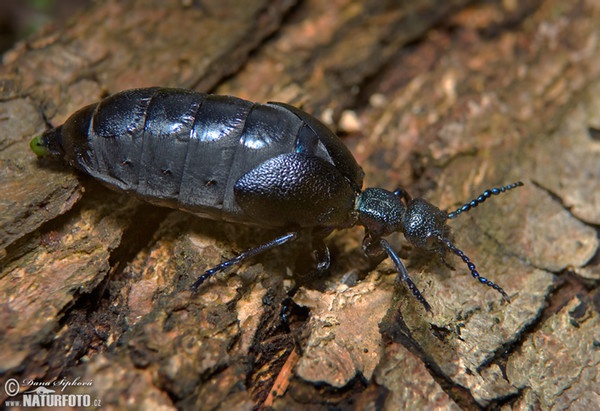 Majka obecná (Meloe proscarabaeus)