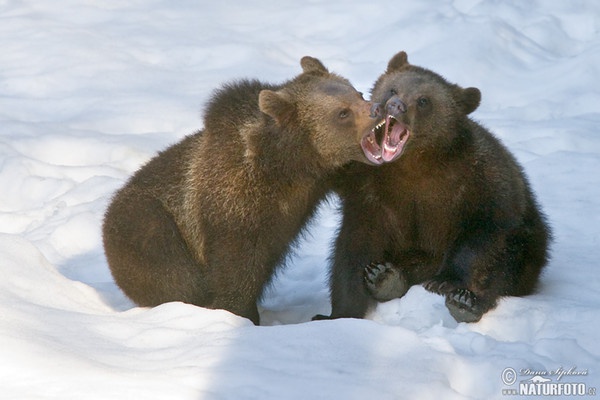 Medvěd hnědý (Ursus arctos)