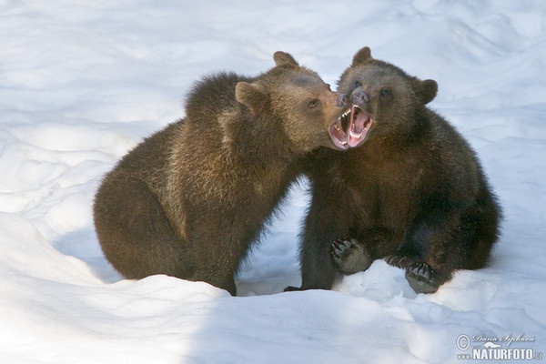 Medveď hnedý (Ursus arctos)