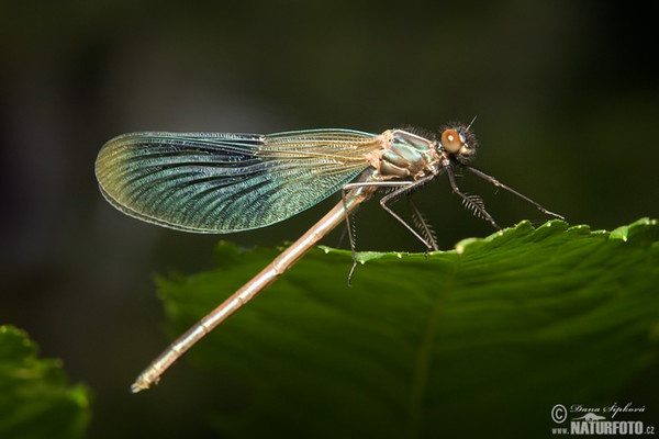 Motýlice lesklá (Calopteryx splendens)