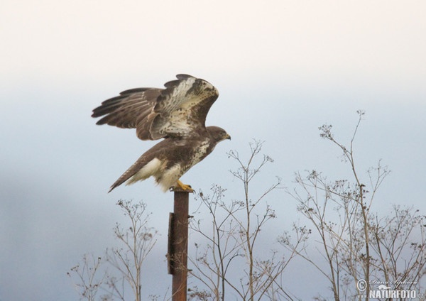 Myšiak lesný (Buteo buteo)