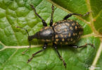 Klikoroh devětsilový (Liparus glabrirostris)