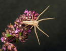 Listovník štíhlý (Tibellus oblongus)